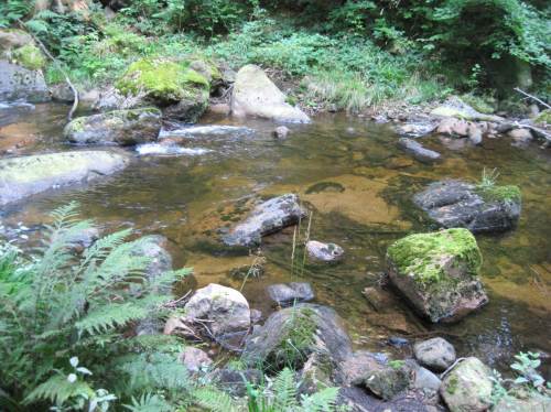 Sehr variable Strukturen des Ilse-Betts.