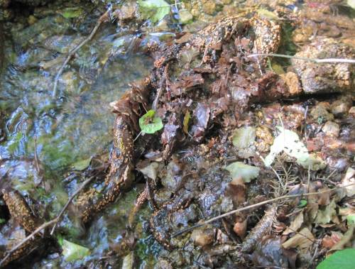 Herbstliches Niedrigwasser - Knöllchenbakterien der Erlenwurzeln liegen frei.