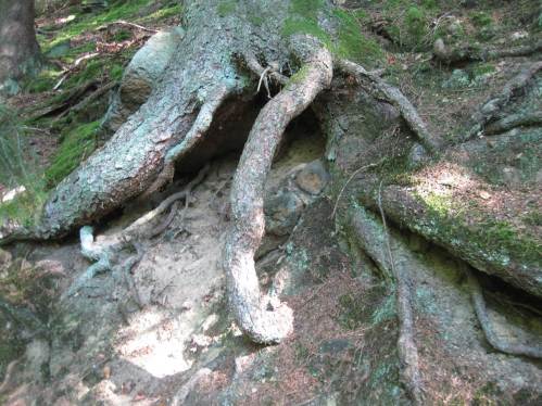 Eindrucksvoll immer wieder, wie Bäume am Hang sich auf Jahrzehnte sichern - und damit auch den Hang optimal vor Erosion schützen.