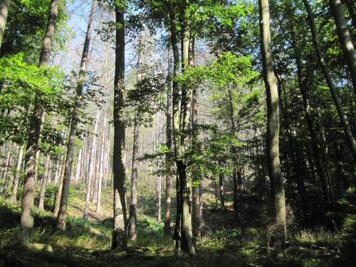 Borkenkäferwald - ganz nah auch an einigen Stellen im Ilsetal selbst.