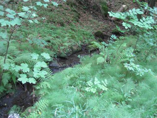 Und wieder ein ganz anderer Aspekt - vielfältiges Grün am Bach.