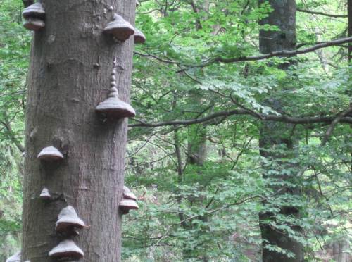 Vorbei an immer wieder wechselnden Wald- und Baumeindrücken.