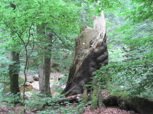 Beeindruckend die vielfältige Struktur vergehenden Totholzes.