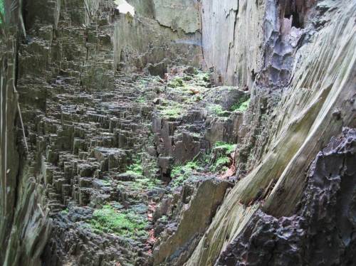 Ständig wechselnde Minilandschaften entwickeln sich beim Vergehen dieses alten Baumriesen.