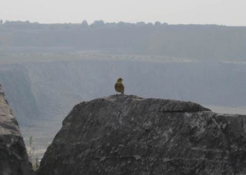 Auf dem Weg zur Rappbodetalsperre begegnet uns eine Goldammer an der Kante des großen Kalkabbaugebiets bei Elbingerode.