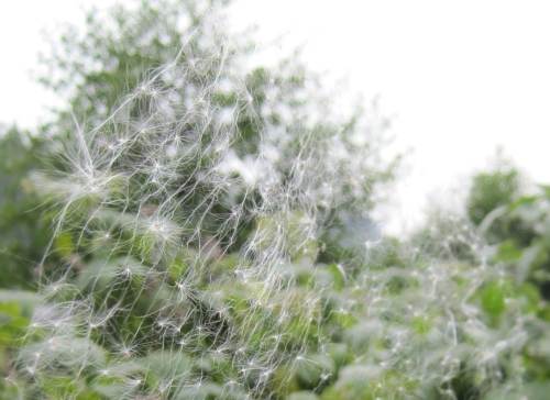 Spinnennetze sammeln Weidenröschensamen