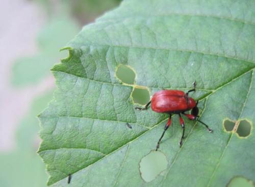 Am Parkplatz vor dem Wanderstart sitzt ein roter Konkurrent des metallisch-blauen Erlenblattkäfers und frisst ihm seine Nahrung weg.