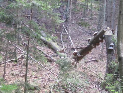 Baumschwamm positioniert sich immer waagerecht am Baum, Zeichen für Zeit des Wachstums und Bruch