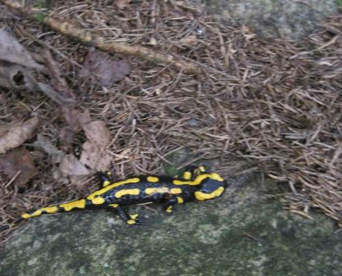 Lurchi nahe Kleiner Renne, leider unscharf da zu dunkel