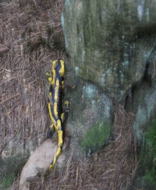 Lurchi haut senkrecht hoch ab