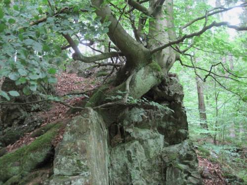 Holz und Stein - ist das schon Symbiose