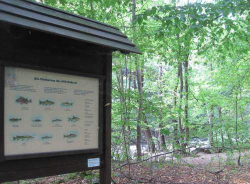 Bildung muss sein, Fischartentafel