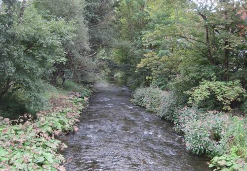 Bode bei Rübeland, Pestwurz vs Drüsiges Springkraut