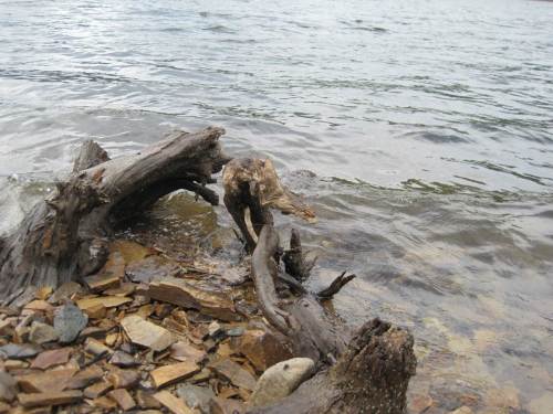  frei gefallene Reste versunkener Bäume