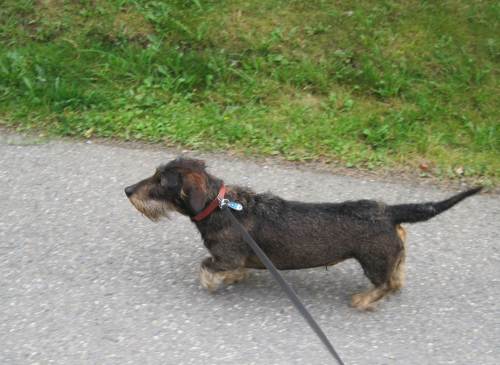 Kampfdackel Socke von de Dreyster Drift ist bereit.