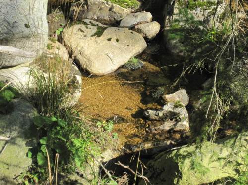 Steinerne Renne, ist das Goldsand