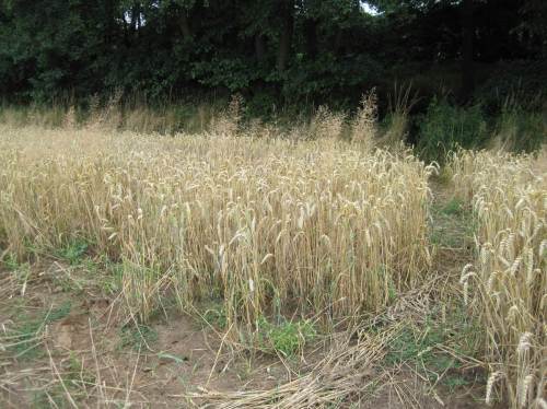 vom Feld Richtung Seeve gesehen, breite, geplättete Spur