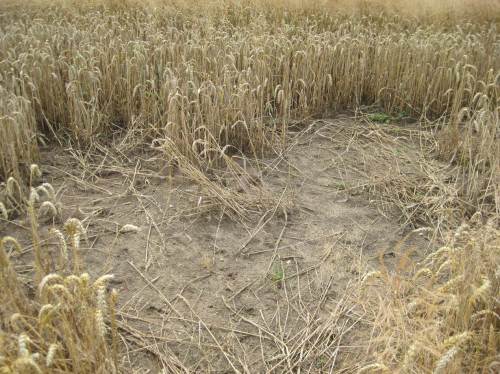  völlig von Ähren und Halmen geräumte Flächen im Kornfeld, von 1 bis 10 Quadratmeter