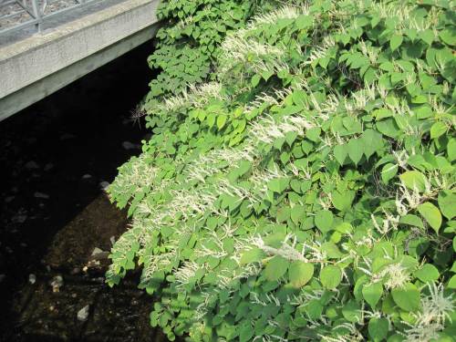 Knöterich-Neophyt am Zillierbach, Wernigerode