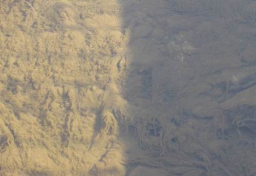 Zillierbach voll besonnt, ALGEN, Forelle sucht Schatten