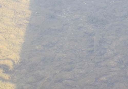 ALGENmassen, ganz schlecht, Forelle, Standort etwas freigestrudelt mit Flossen