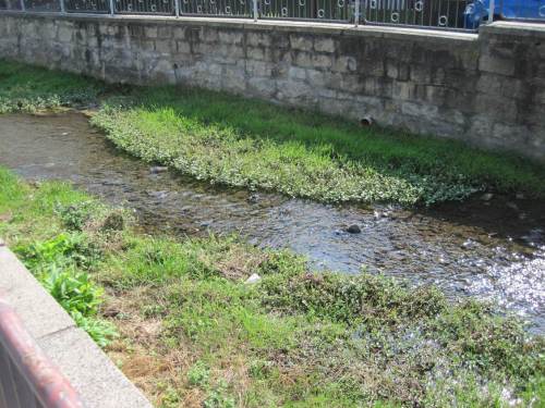 Zillierbach voll besonnt, gemäht