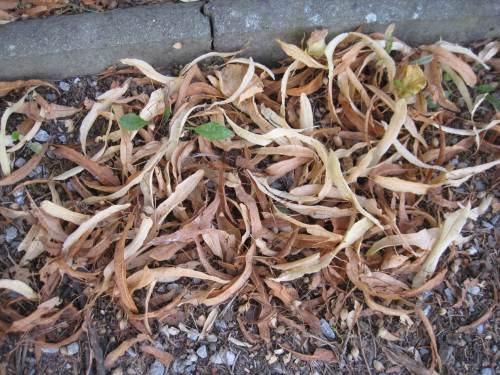 windgesichtet - Lindenblüten-samen