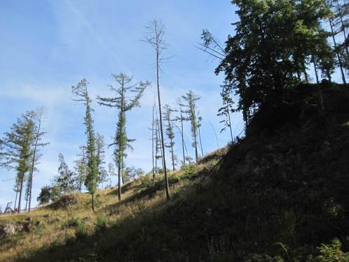 wir passieren Rest-Lärchen auf kahlem Bergrücken