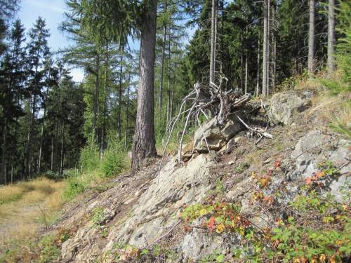  leider verpasst, schlechte Vorbereitung - etwas weiter steht die Mönchsbuche