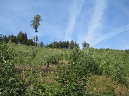 Baum-Sukzession, hier unten Birken-dominiert