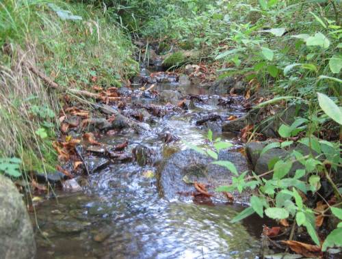Bächlein neben dem Weg Goslarsche Gleie