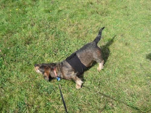 Socke vereinnahmt die ehemalige innerdeutsche Grenze