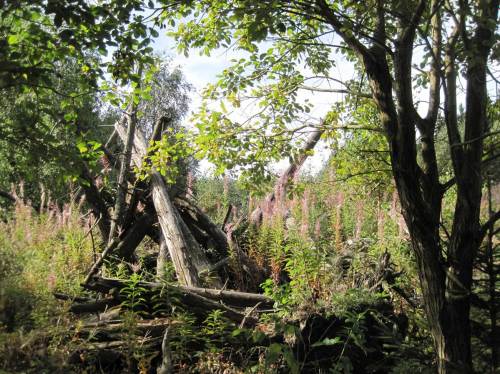 Natur erobert Menschenwerk, Herbstaspekt Ring der Erinnerung