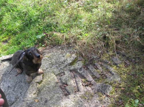 Socke fühlt sich FAUNA-verbunden.