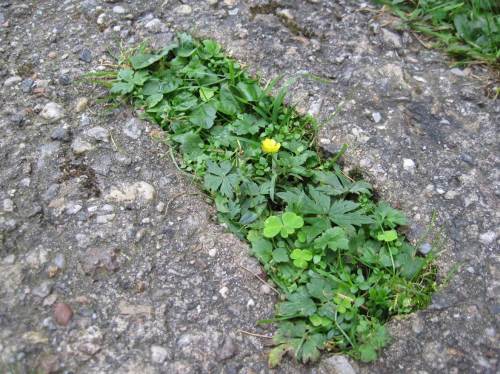 Grün gegen Beton - Erfahrung lehrt, wer gewinnt