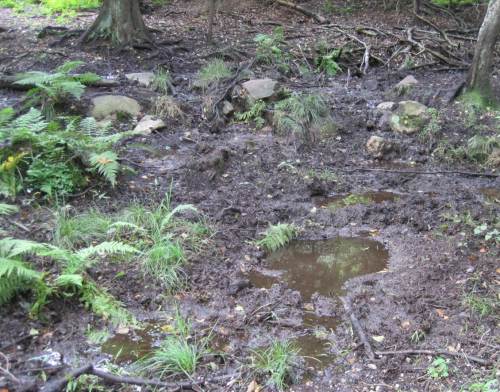 Wildschwein-Badewanne neben dem Weg