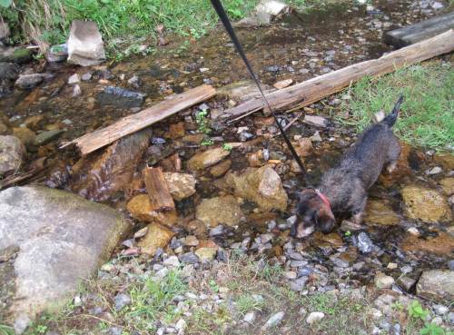 Socke quert trinkend den Sandtal-Bach