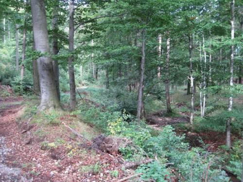 Bach im Sandtal-Buchenwald