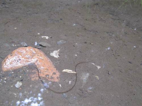 auf dem Rückweg in einer Pfütze, Wasserkalb