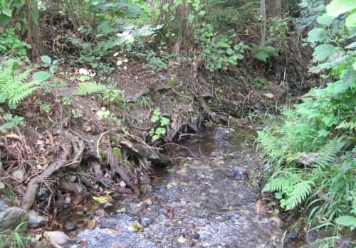 Erlenwurzeln und Steine