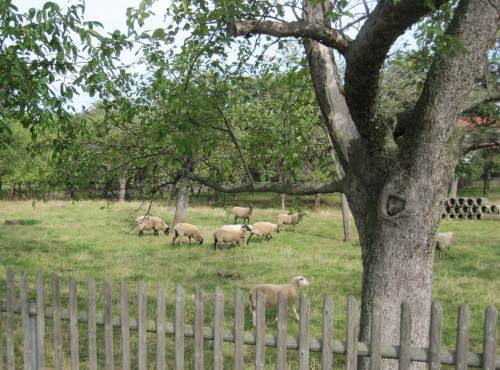 Obstgarten Kloster Drübeck