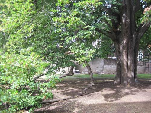  alte Linde, Äste bis zum Boden