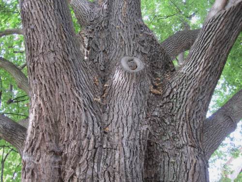 die Rinde der Linde, vielfältig