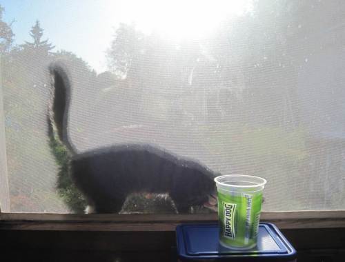 am morgendlichen Fliegengitter, HappyDog