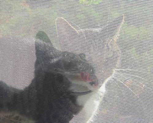 Katzenzunge hinter Gitter