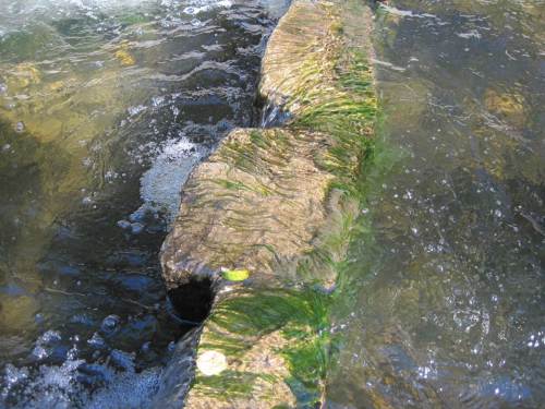 zu viel Licht, zu viele Algen - Detail H 8