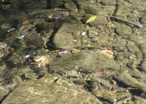 zu viel Licht, zu viele Algen, unterhalb H 8