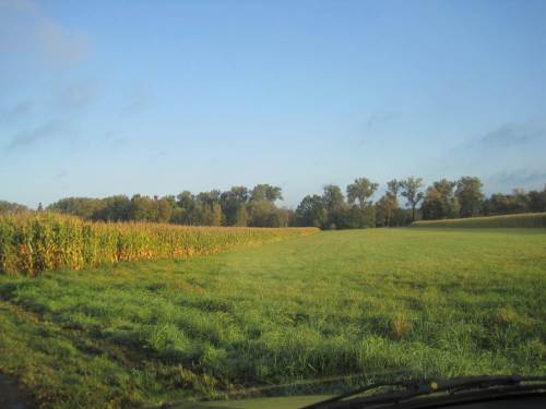 Seeve Hörsten, Mais bis auf die Kante