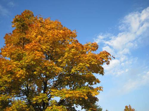 Spitzahorn in gelben Herbstfarben