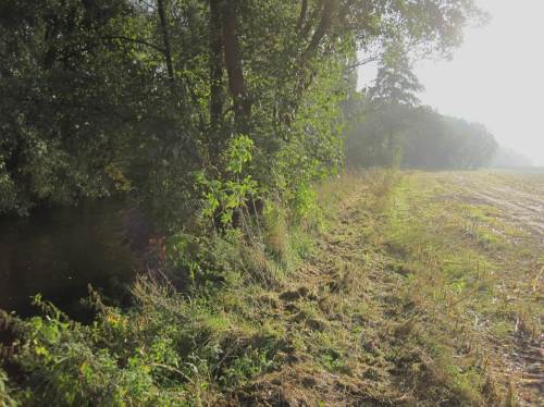 Restbaum Seeve Hörsten, Wurzelteller rechts weggepflügt